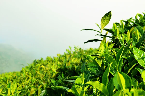 Taze çay yaprakları — Stok fotoğraf
