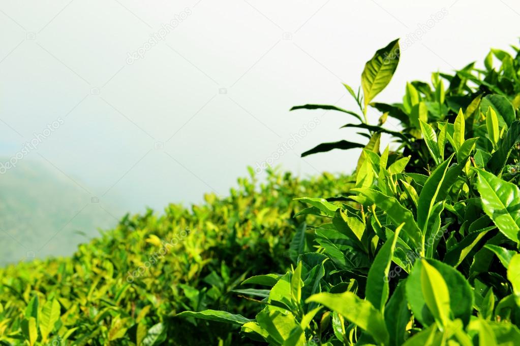 Fresh tea leaves