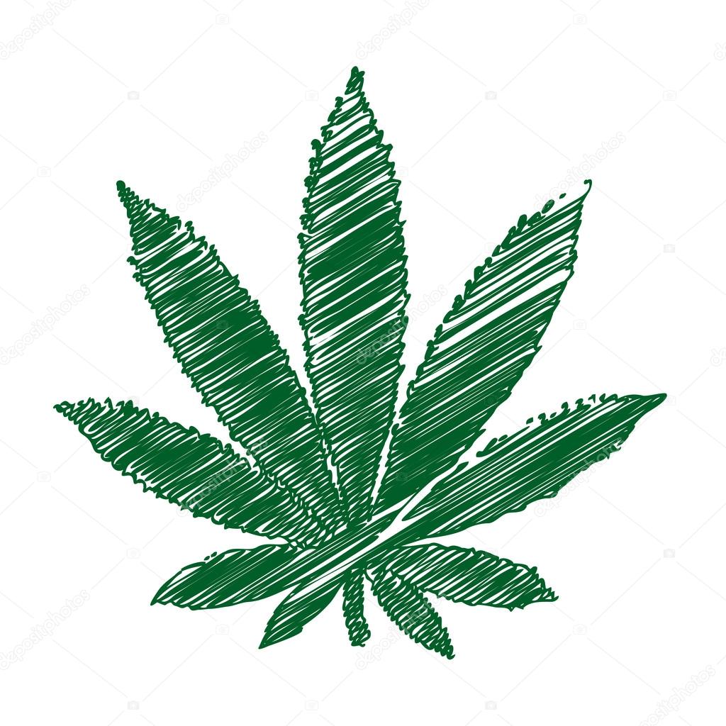 pencil drawing Marijuana vector