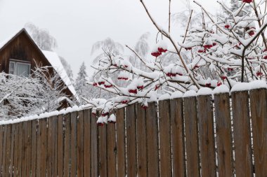 Kış dönemi. Solmuş eski bir ahşap çitin arkasında bir yaban otu ağacı. Yumuşak kar ve şeffaf buzla kaplı kırmızı böğürtlen dalları ve kümeleri