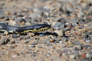 Bir çakıl yüzeye yılan