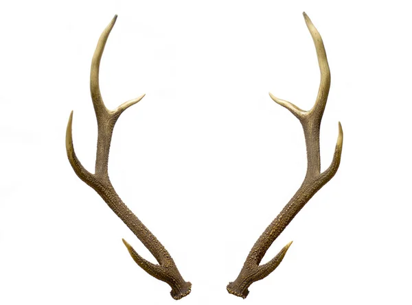 A pair of deer antlers — Stock Photo, Image