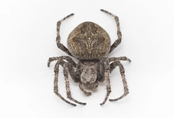 Spider, en ovanifrån — Stockfoto