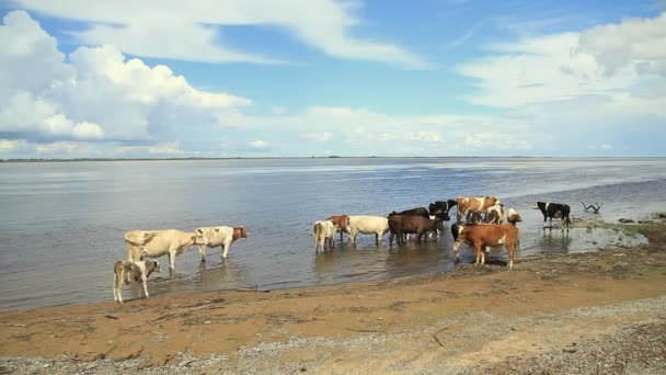 Корови під час поливу — стокове відео