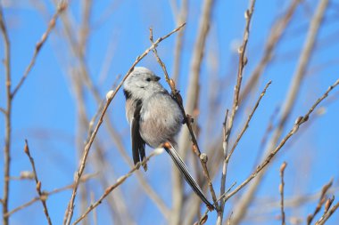 Uzun kuyruklu baştankara Willow besleme vuruyor