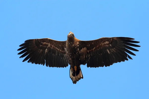 Águia voando sobre um fundo de céu limpo — Fotografia de Stock