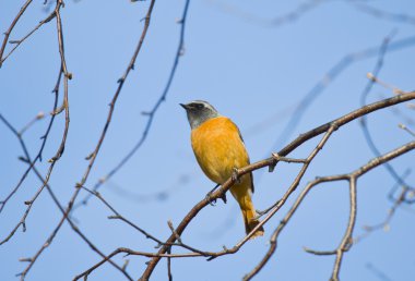 Bir huş ağacı dalı üzerinde oturan kızılkuyruk