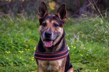 Alman çoban köpeği ormanda yürüyüşe çıktı..