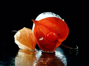 Yaratıcı makro fotoğrafçılıkta siyah arka planda iki fizsalis bitkisi