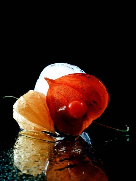 Zwei Physalis Pflanzen Der Dunkelheit Kreativer Makrofotografie Beleuchtet — Stockfoto