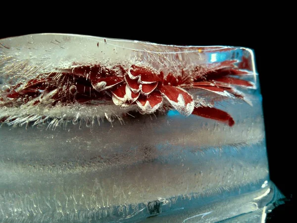 Красный Цветок Замороженный Льду Символ Патриотизма Абстрактной Макрофотографии — стоковое фото