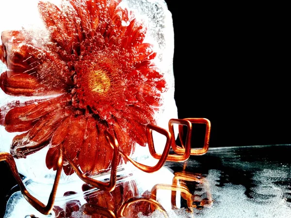 Abstract Creatief Fotograferen Van Een Mooie Rode Bloem Bevroren Ijs — Stockfoto