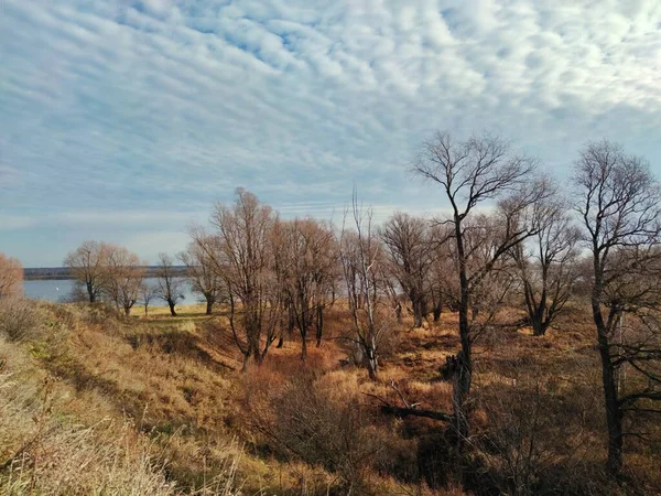 Drzewa Opadłymi Liśćmi Pobliżu Brzegu Rzeki Słonecznym Jesiennym Krajobrazie Przeciwko — Zdjęcie stockowe