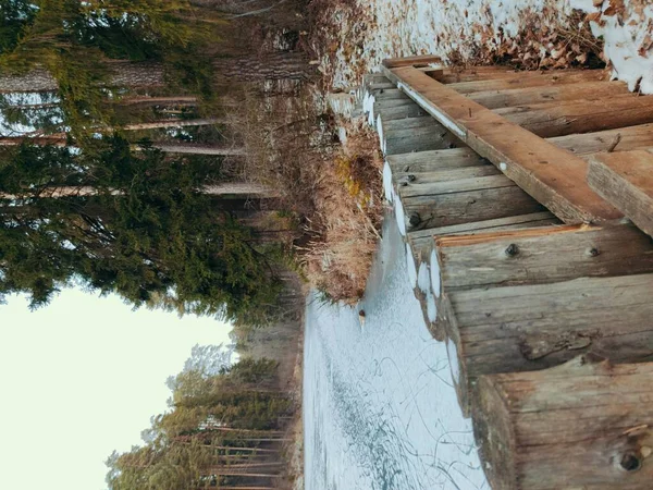 Замерзшее Снежное Озеро Рядом Сосновым Лесом — стоковое фото