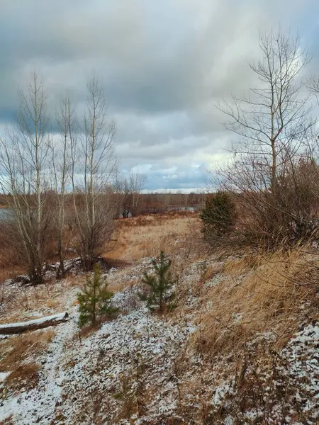 Arbres Nus Automne Sans Feuillage Parmi Herbe Jaune Neige Contre — Photo