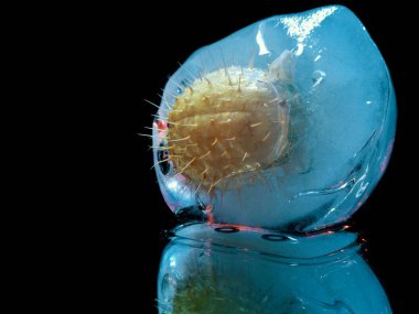 Yaratıcı makro fotoğrafçılıkta mavi buzda donmuş yuvarlak dikenli bitki.