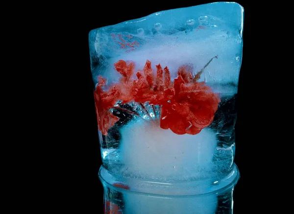 Μπλε Πάγο Απορροφάται Ευαίσθητο Κόκκινο Λουλούδι Μοιάζει Ένα Κοκτέιλ Στη — Φωτογραφία Αρχείου