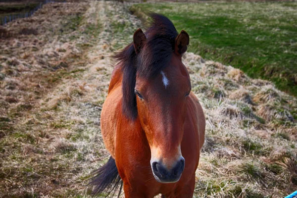 Horse, horses, animals, nature, ride, tourism, horse racing, Iceland