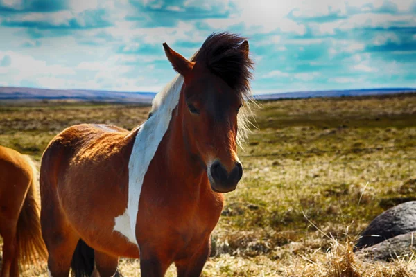 Caballos, caballos, animales, naturaleza, paseo, turismo, carreras de caballos, Islandia — Foto de Stock