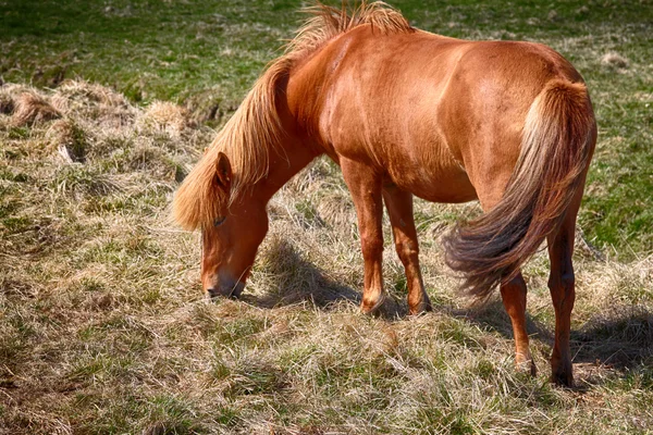 Chevaux, chevaux, animaux, nature, randonnée, tourisme, courses de chevaux, Islande — Photo