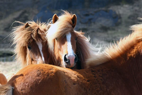 Caballos, caballos, animales, naturaleza, paseo, turismo, carreras de caballos, Islandia — Foto de Stock