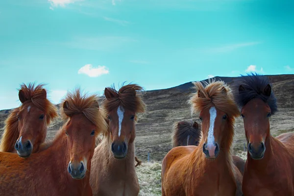 Pferd, Pferde, Tiere, Natur, Reiten, Tourismus, Pferderennen, Island — Stockfoto