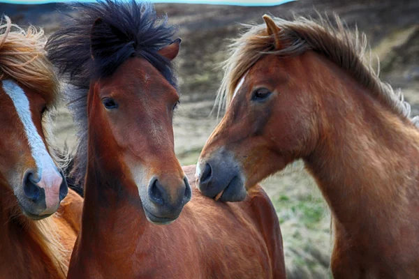 Chevaux, chevaux, animaux, nature, randonnée, tourisme, courses de chevaux, Islande — Photo