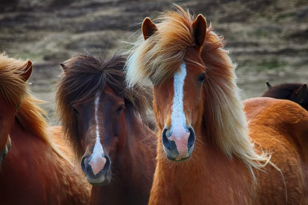 Cavalli, cavalli, animali, natura, equitazione, turismo, corse di cavalli, Islanda — Foto Stock