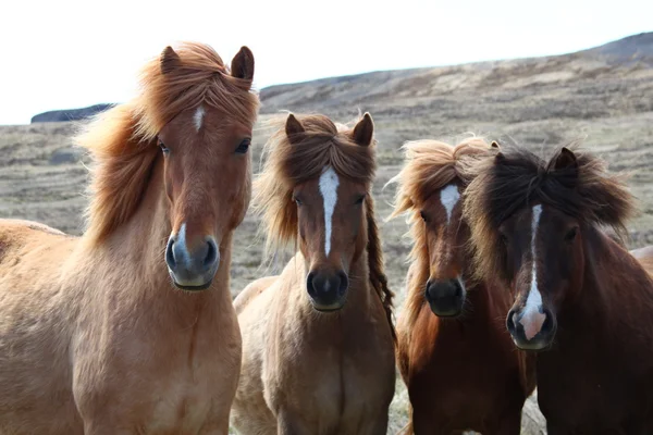 Animales, caballo, carreras de caballos, caballos, iceland, naturaleza, paseo, turismo — Foto de Stock