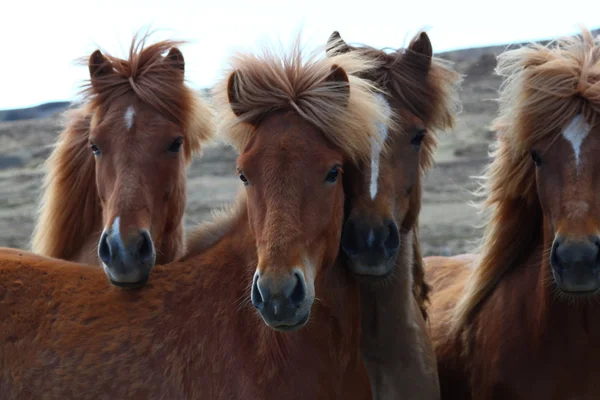 Hayvan, at, at yarışı, at nalı, İzlanda, doğa, yolculuk, turizm — Stok fotoğraf