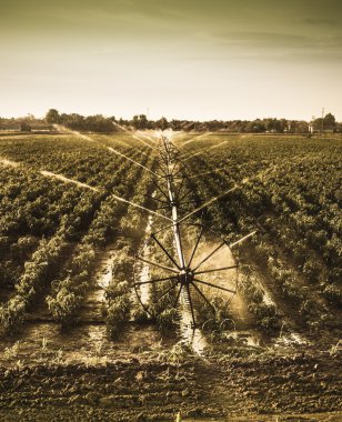 Sahada sulama sistemi. Kırmızı biber