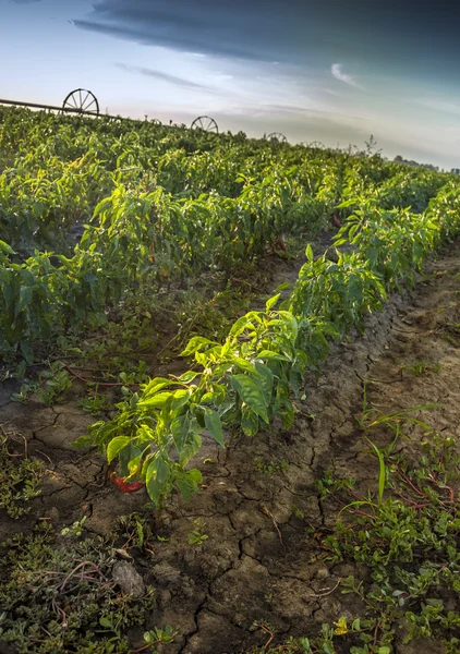 Sistema de irrigação em campo. Paprica — Fotografia de Stock