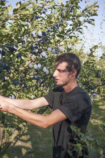 Picking plums in the orchard Stock Photo
