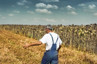 Ayçiçeği zaman hasat üzerinde