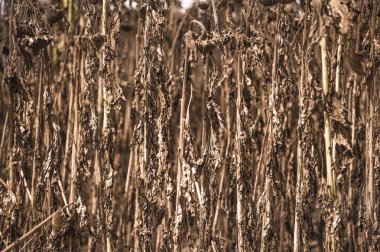 Ayçiçeği zaman hasat üzerinde