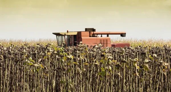 Tournesol au moment de la récolte — Photo