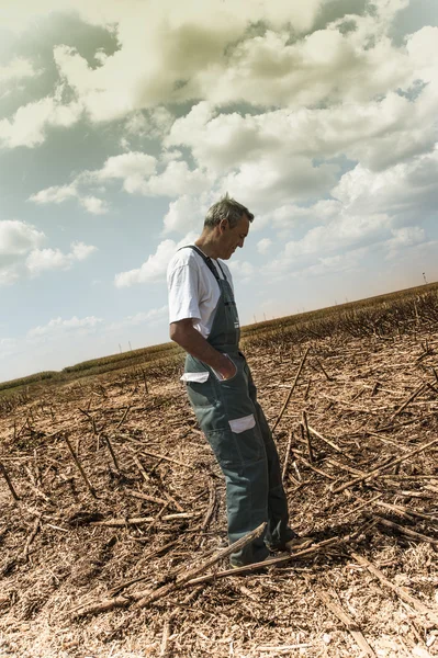 Sunflower on harvesting time — Stock Photo, Image