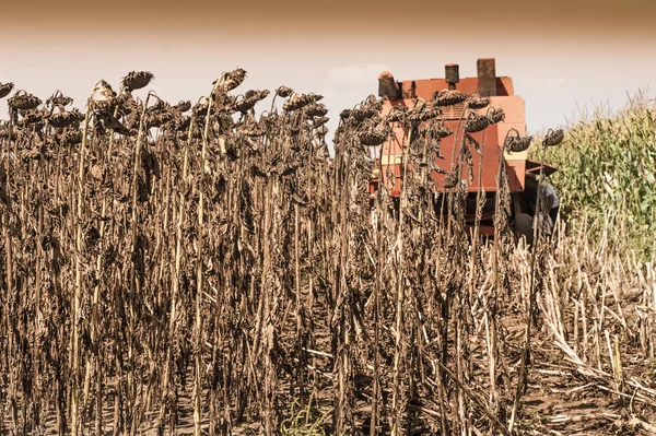 Girassol no tempo de colheita — Fotografia de Stock