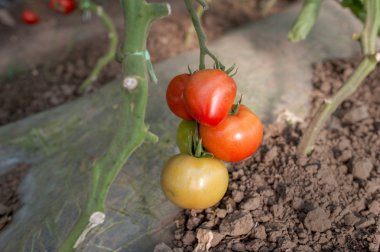 domates 3