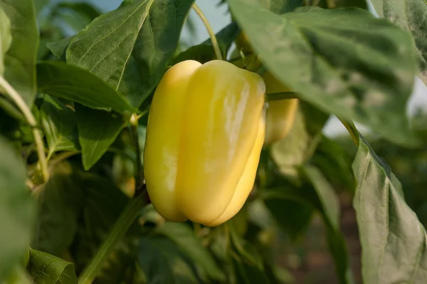 Pepper 1 — Stock Photo, Image