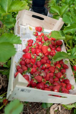 çilek tarih alanı 2