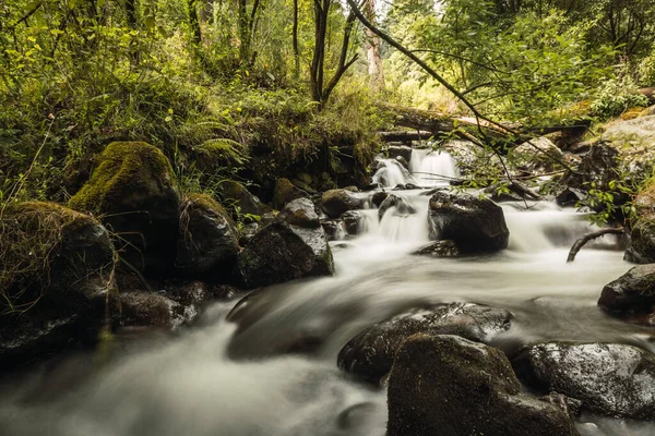 Nehir deresi ipek etkisinde, ormanın ortasında.
