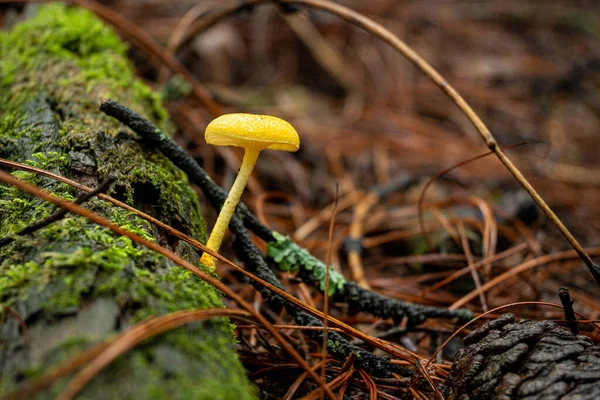 Cogumelos Frescos Escondidos Entre Uma Paisagem Arborizada — Fotografia de Stock