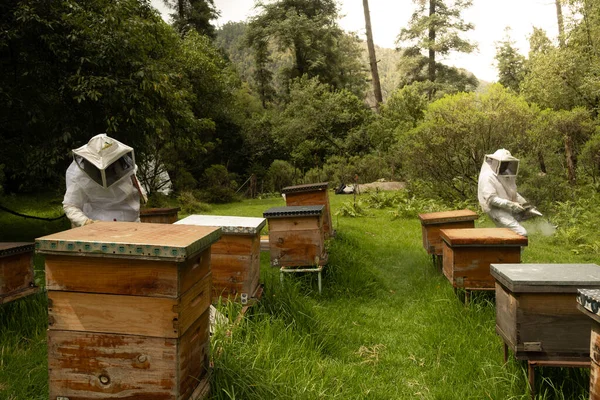 Beyaz takım elbiseli arıcılar ormanda arılarla çalışıyor.