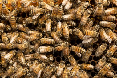 Ormandaki ahşap arıların içindeki arıların ayrıntıları.