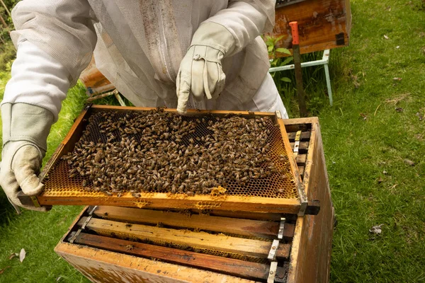 Beyaz takım elbiseli arıcılar ormanda arılarla çalışıyor.