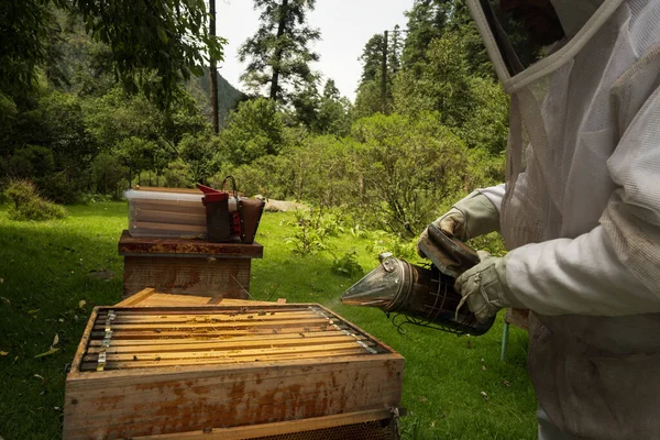 Beyaz takım elbiseli arıcılar ormanda arılarla çalışıyor.