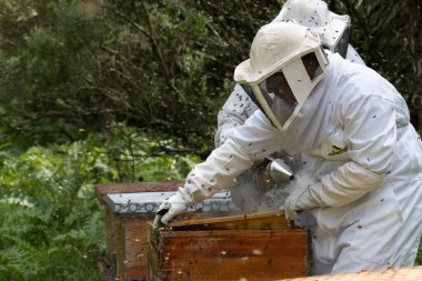 Beyaz takım elbiseli arıcılar ormanda arılarla çalışıyor.