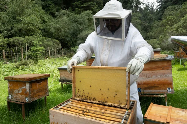 Beyaz takım elbiseli arıcılar ormanda arılarla çalışıyor.
