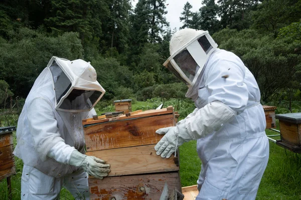 Beyaz takım elbiseli arıcılar ormanda arılarla çalışıyor.